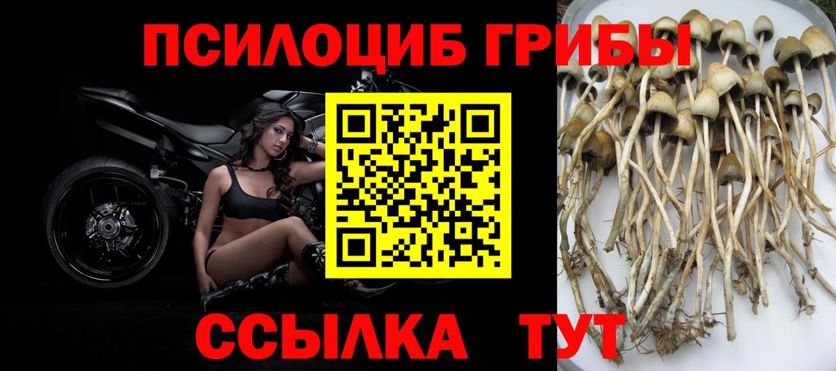 Псилоцибиновые грибы прущие грибы Новокубанск
